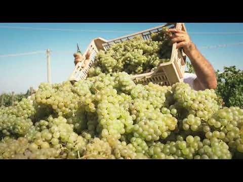 Torre Rosazza - La Quintessenza del Friuli