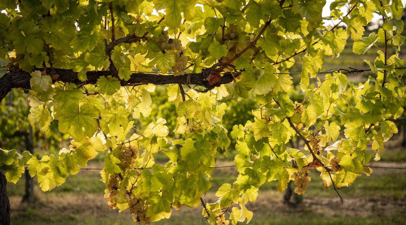 Vineyards